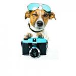 Photographs of your pet